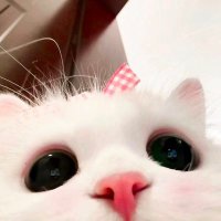 少主饱饱