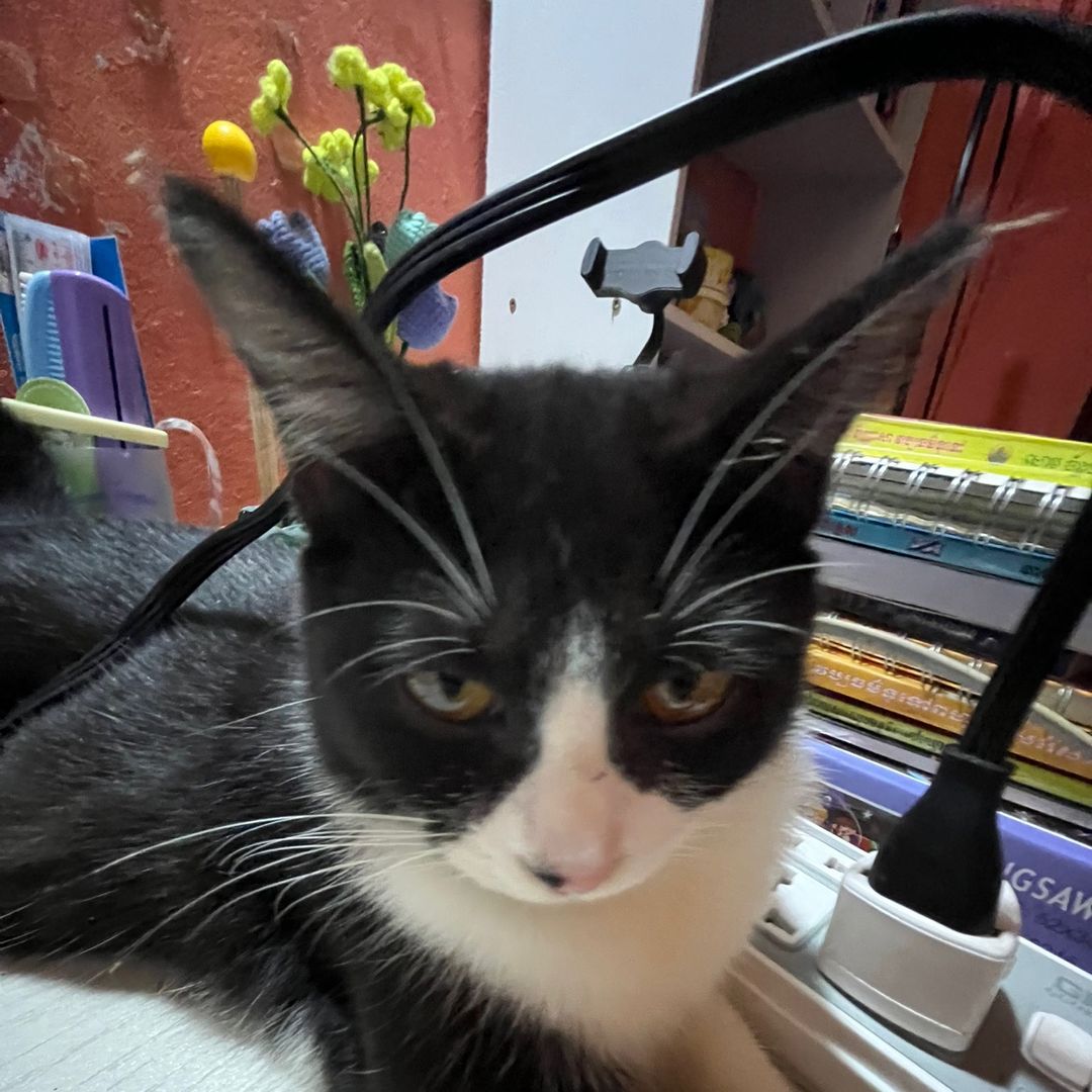 meow