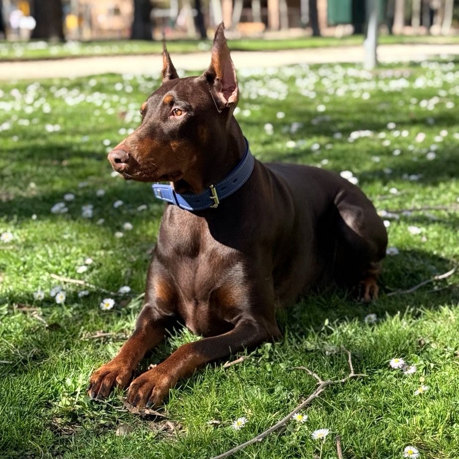doberman