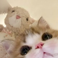 猫的日光欲