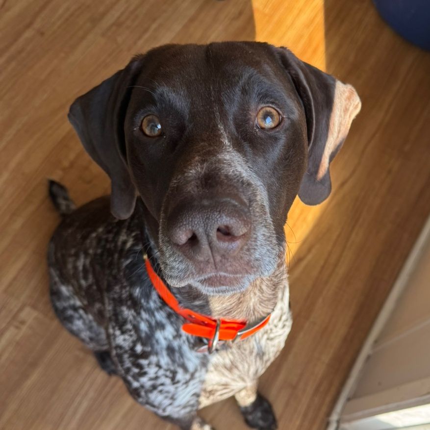 Copperbopper