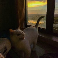 光猫