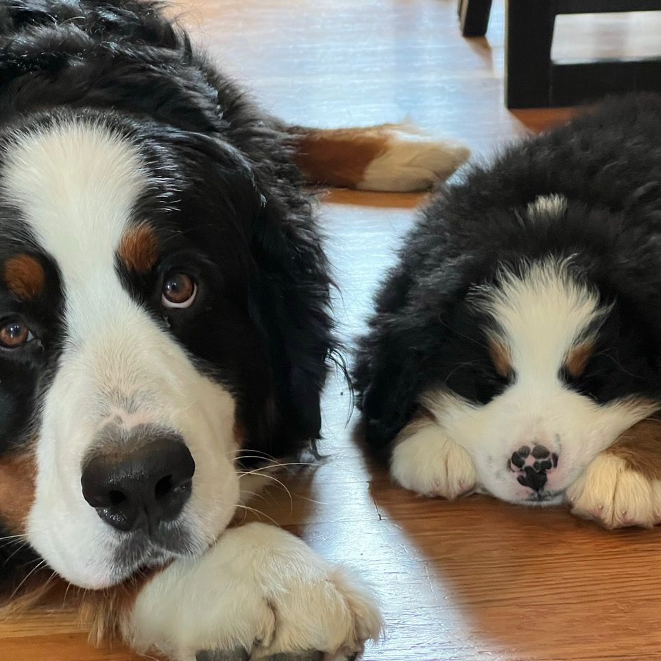 Walt, Gus & Hank the Bernese