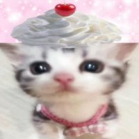 追叶絮