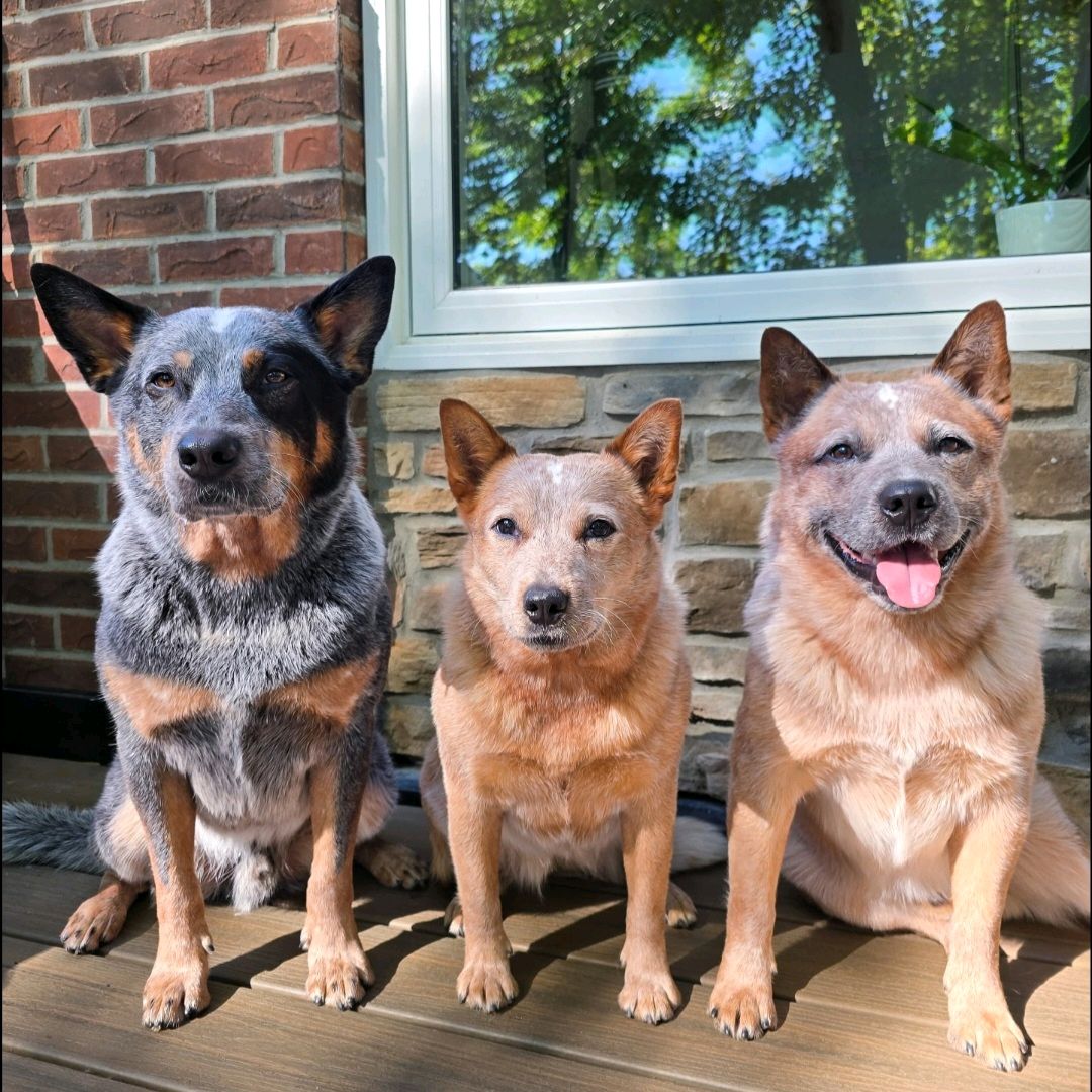 Red and blue heelers Red