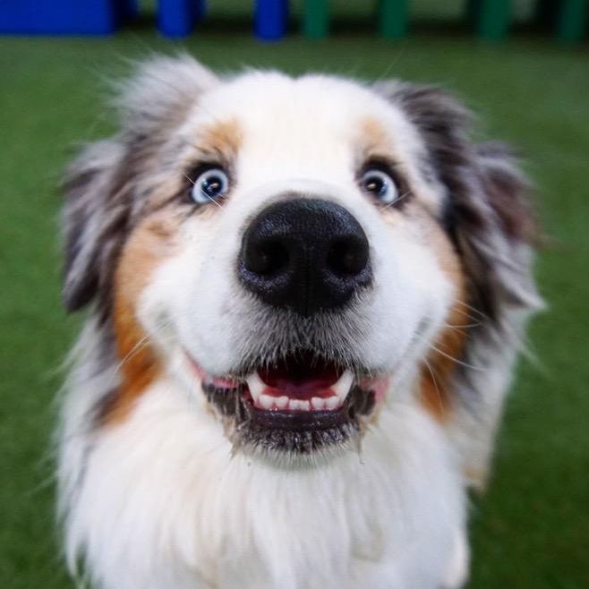 Rhoan Wiggle Butt