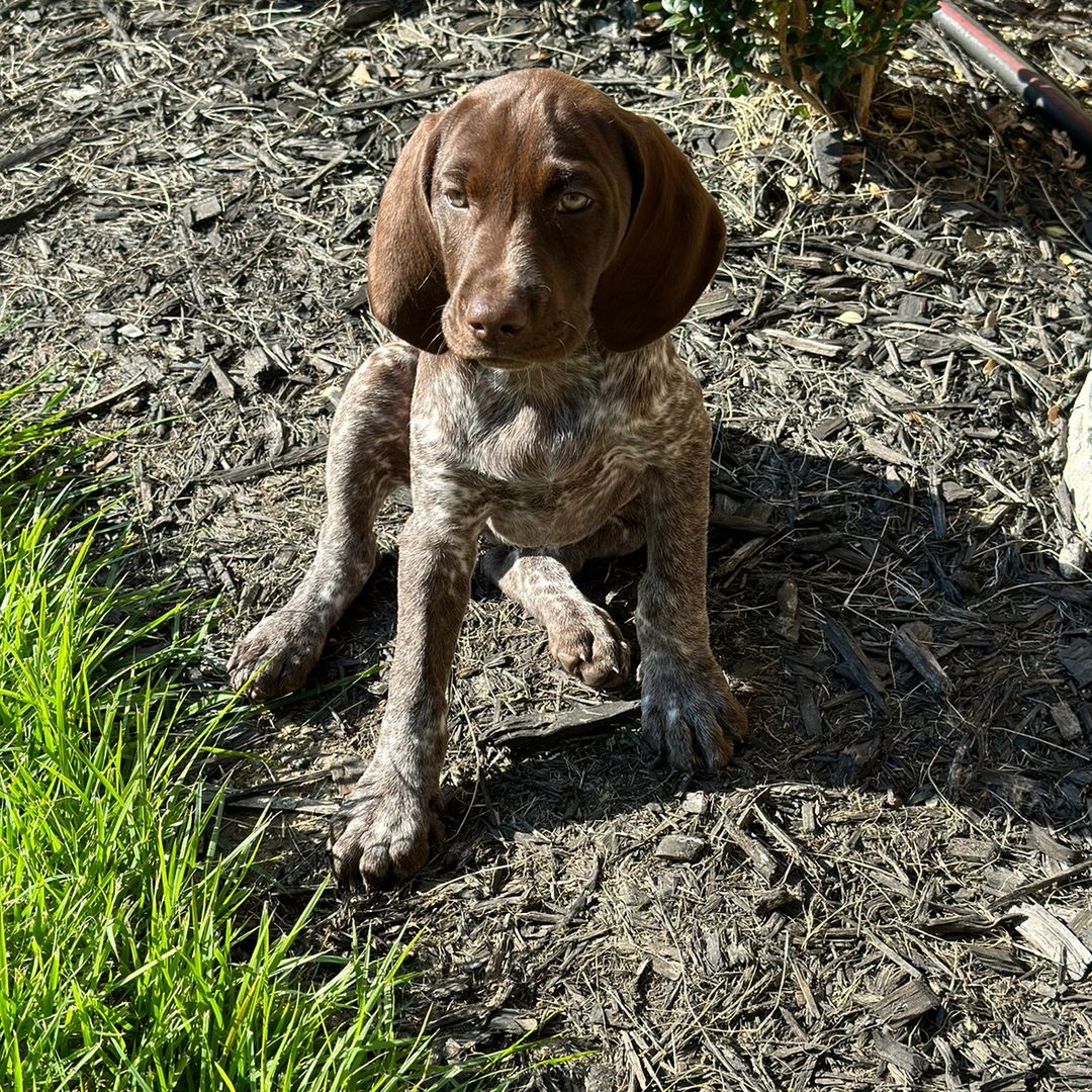 GSP Ruby Rae