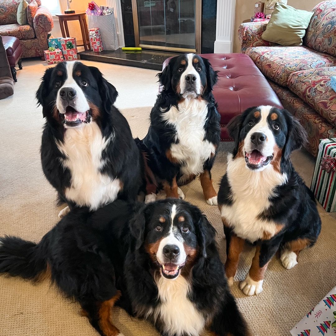 Ola, Lottie, Tonka & Ebbe