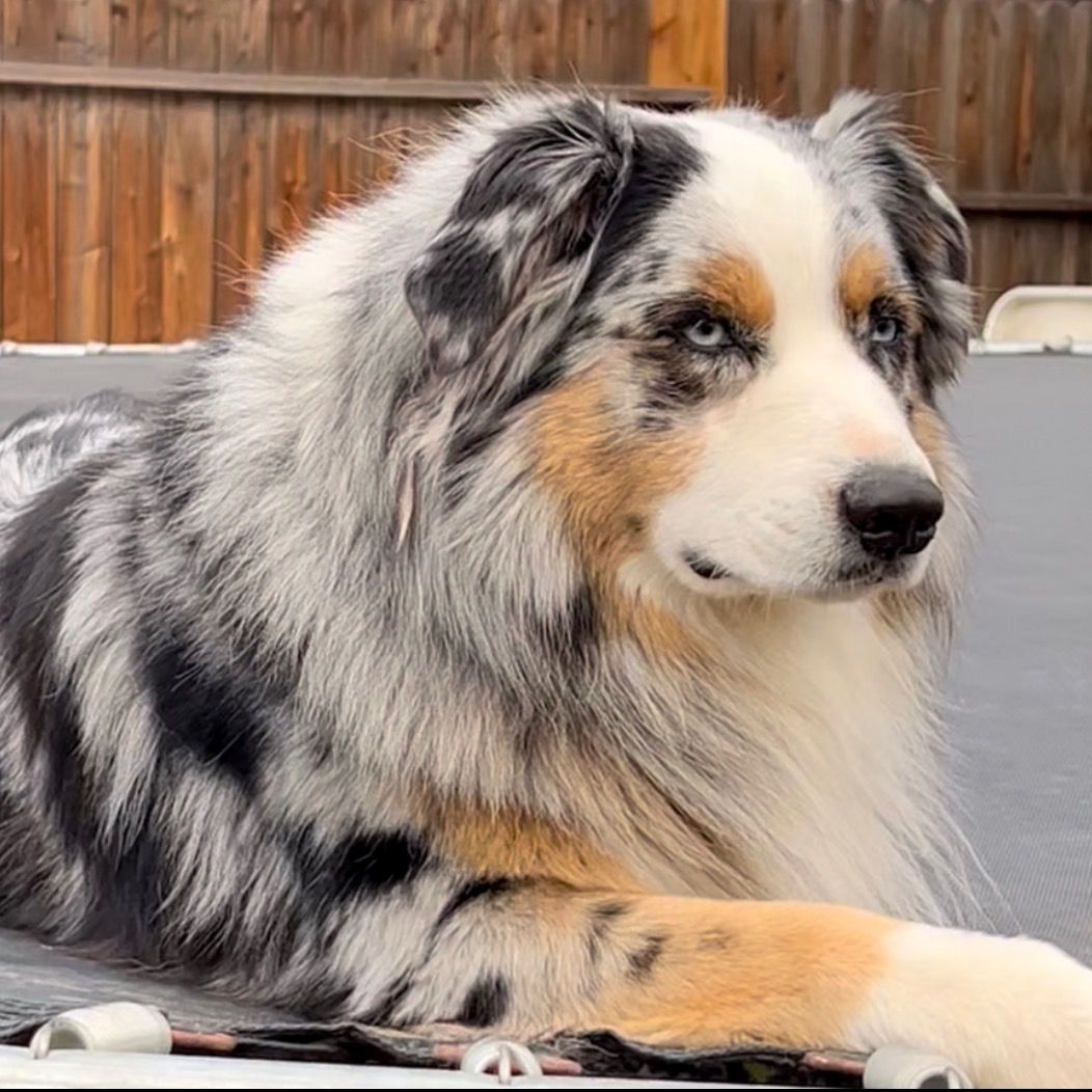 KiKa’s Aussies