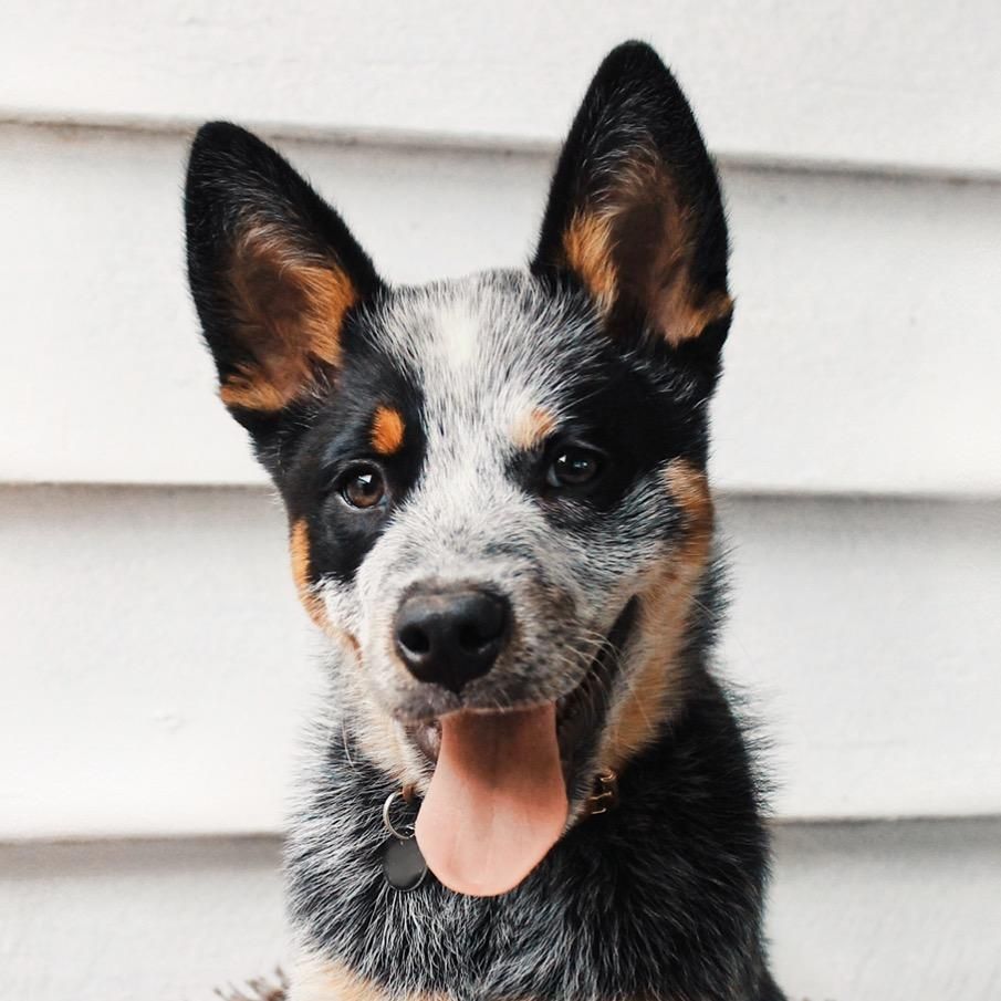 Odin 🐾
