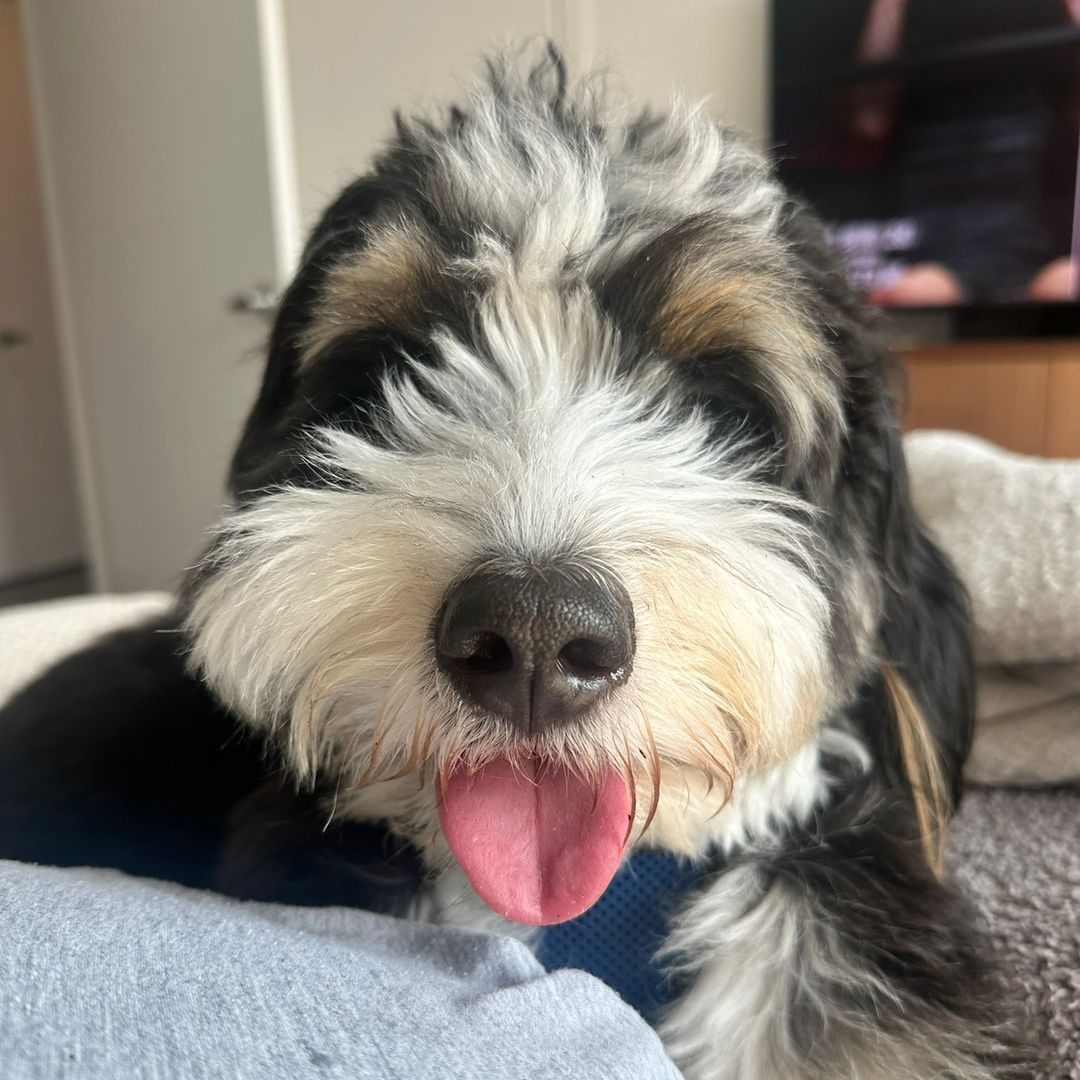 Benji The Bernedoodle