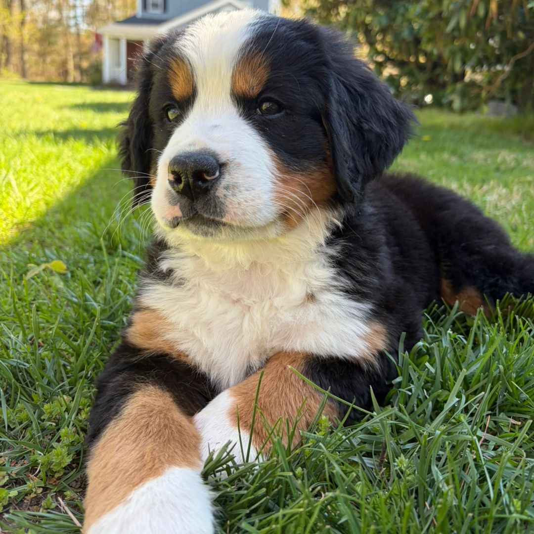 HERCULES THE BERNESE