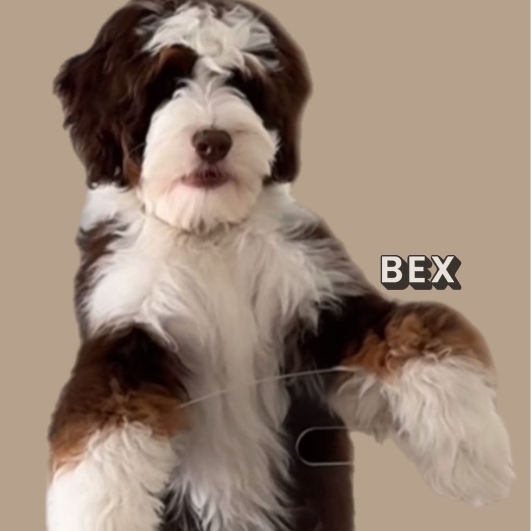 BEXtheDood