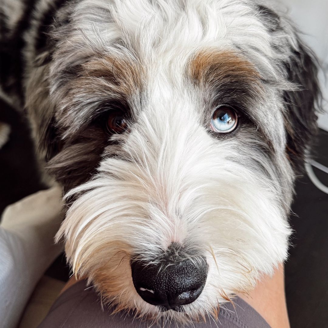 Truffle 🐾