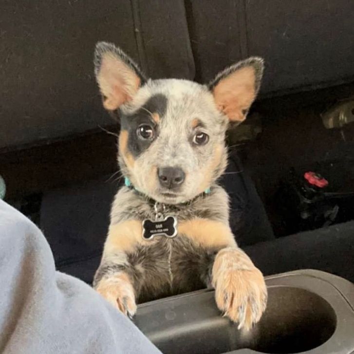 Roo 🐶