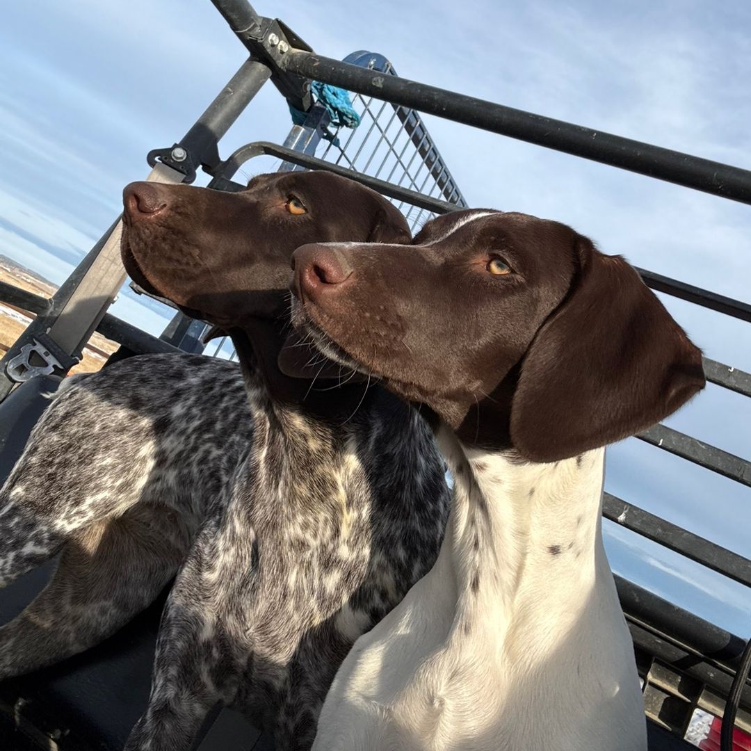 Sage and Delta the GSPs 🐾